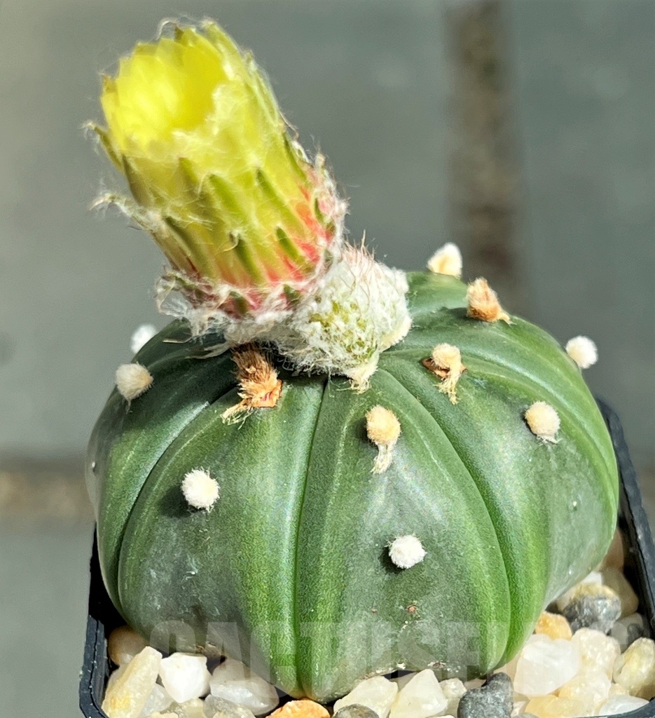 SHPR12190 Astrophytum asterias f. nudum