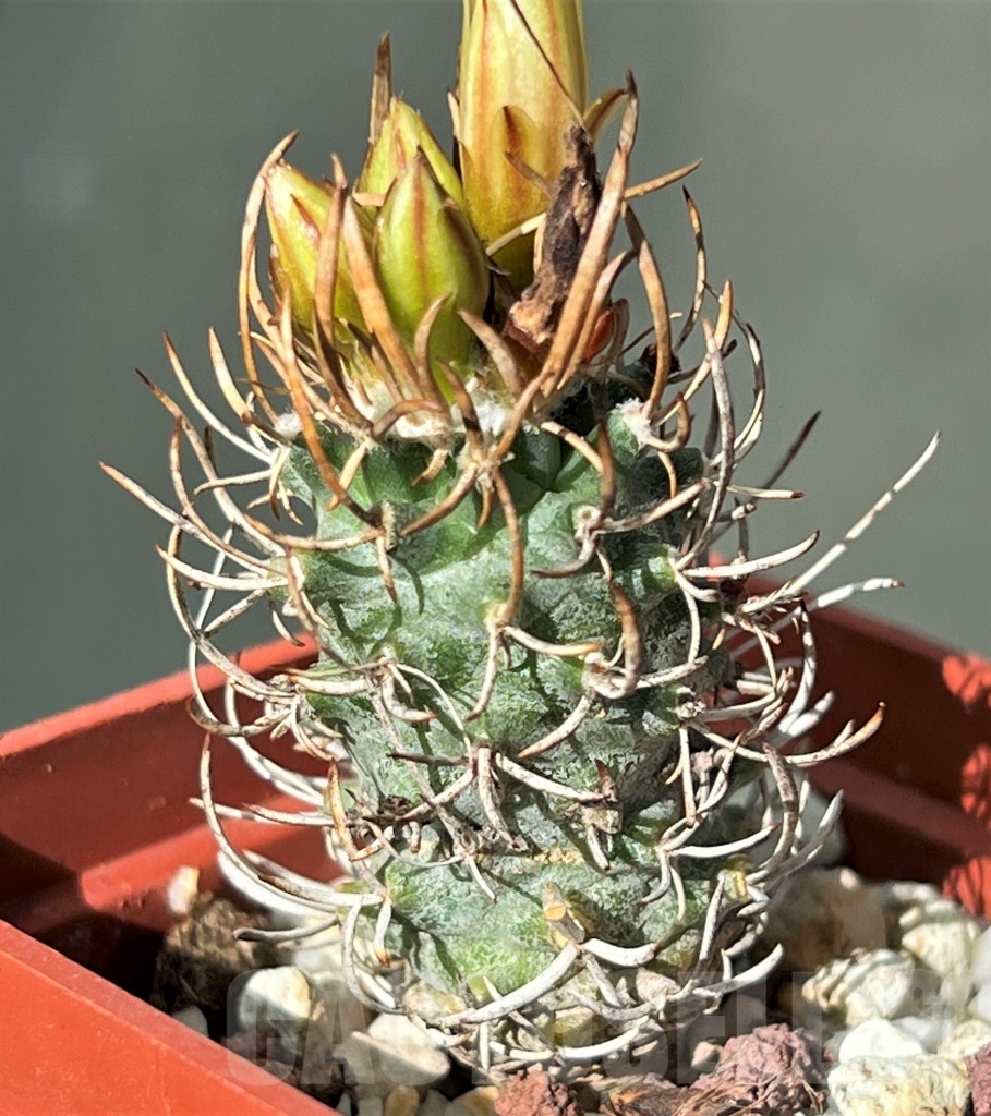 SHPR12192 Turbinicarpus flaviflorus - immagine 2