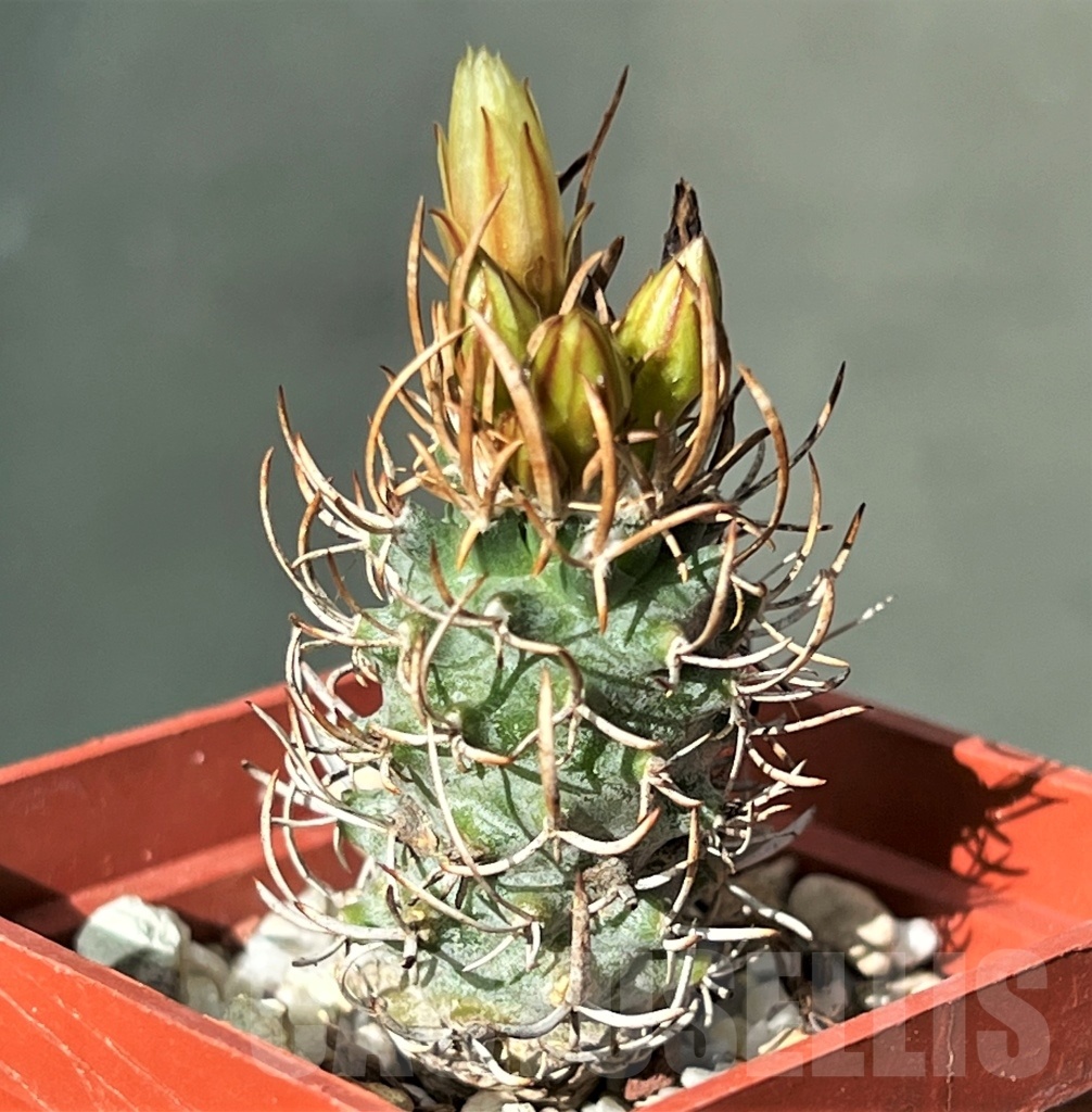 SHPR12192 Turbinicarpus flaviflorus