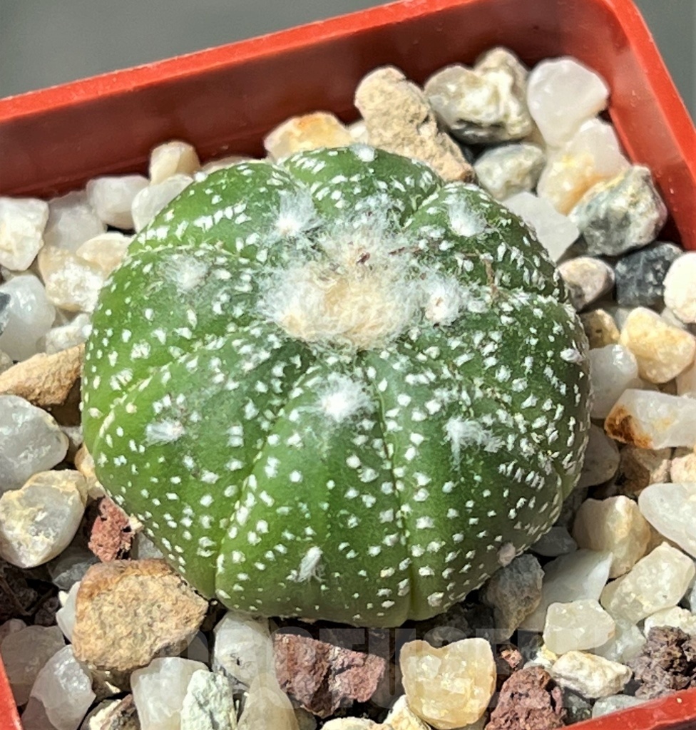 SHPR12204 Astrophytum asterias 'Super kabuto' hanazono