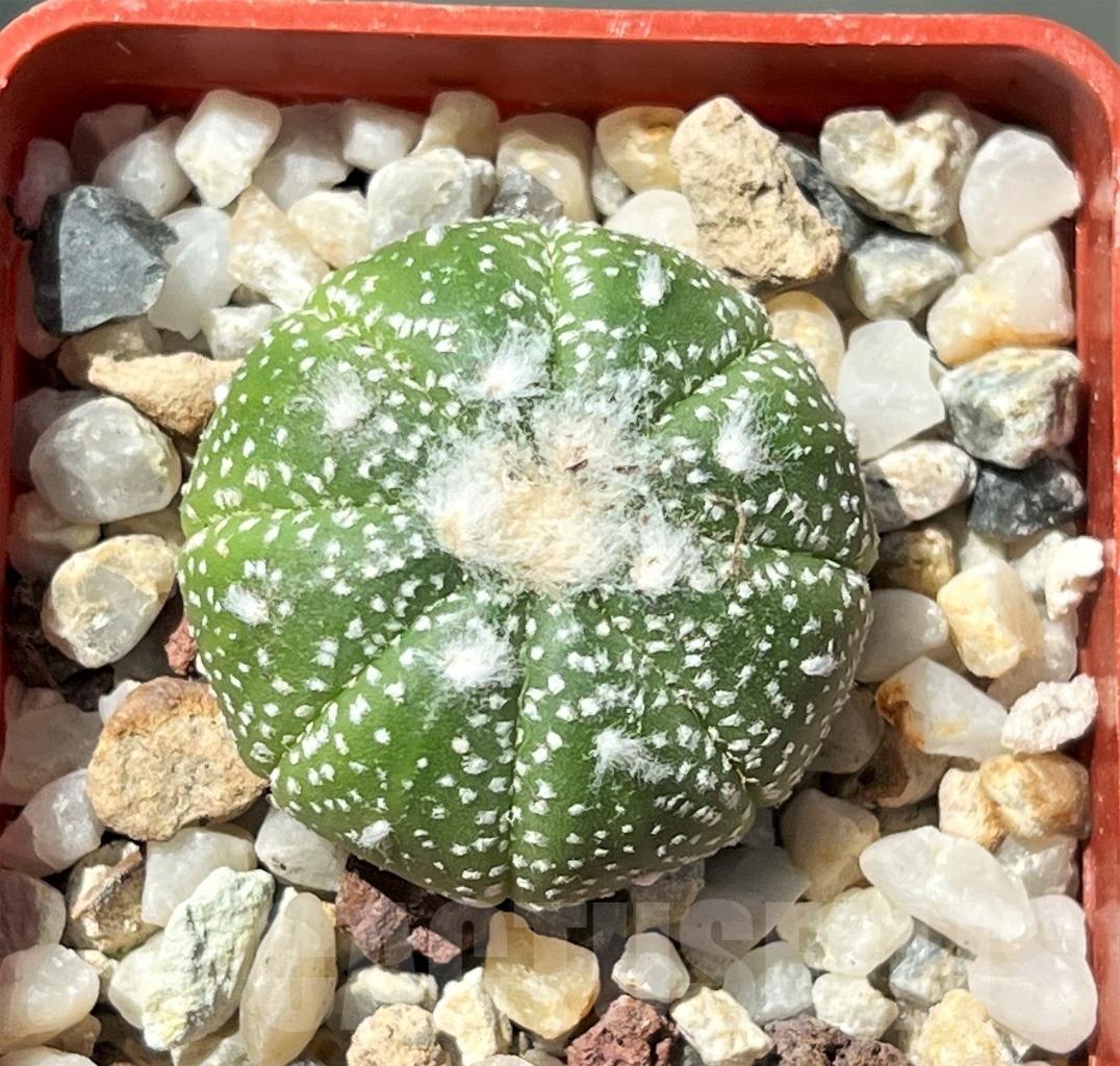 SHPR12204 Astrophytum asterias 'Super kabuto' hanazono - Image 2