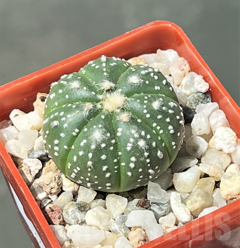 SHPR12203 Astrophytum asterias 'Super kabuto' hybrid