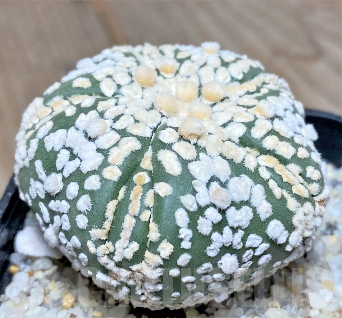 SHPR11933 Astrophytum asterias 'SK' 5 ribs - Image 2