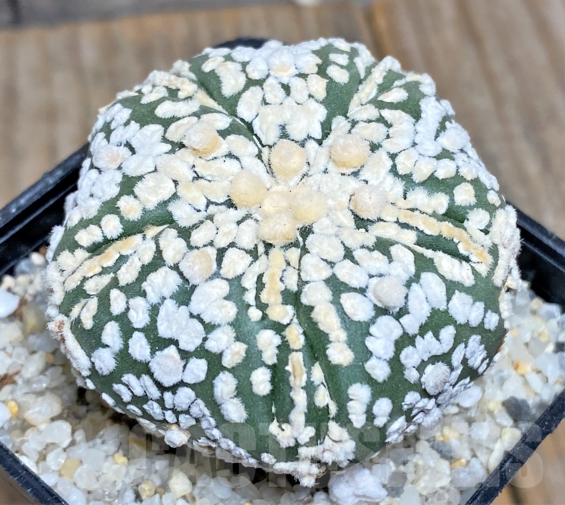 SHPR11933 Astrophytum asterias 'SK' 5 ribs