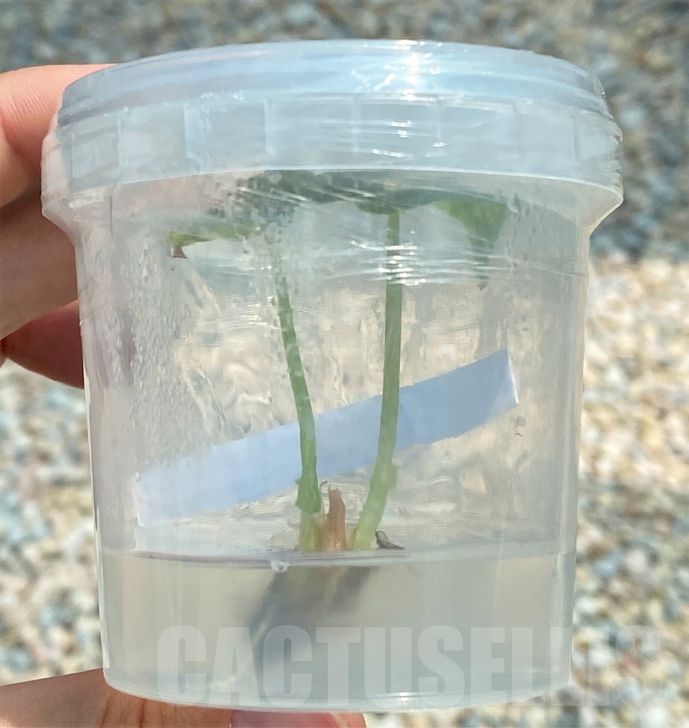 LAB028 Alocasia azlanii TC plant - Imagen 2