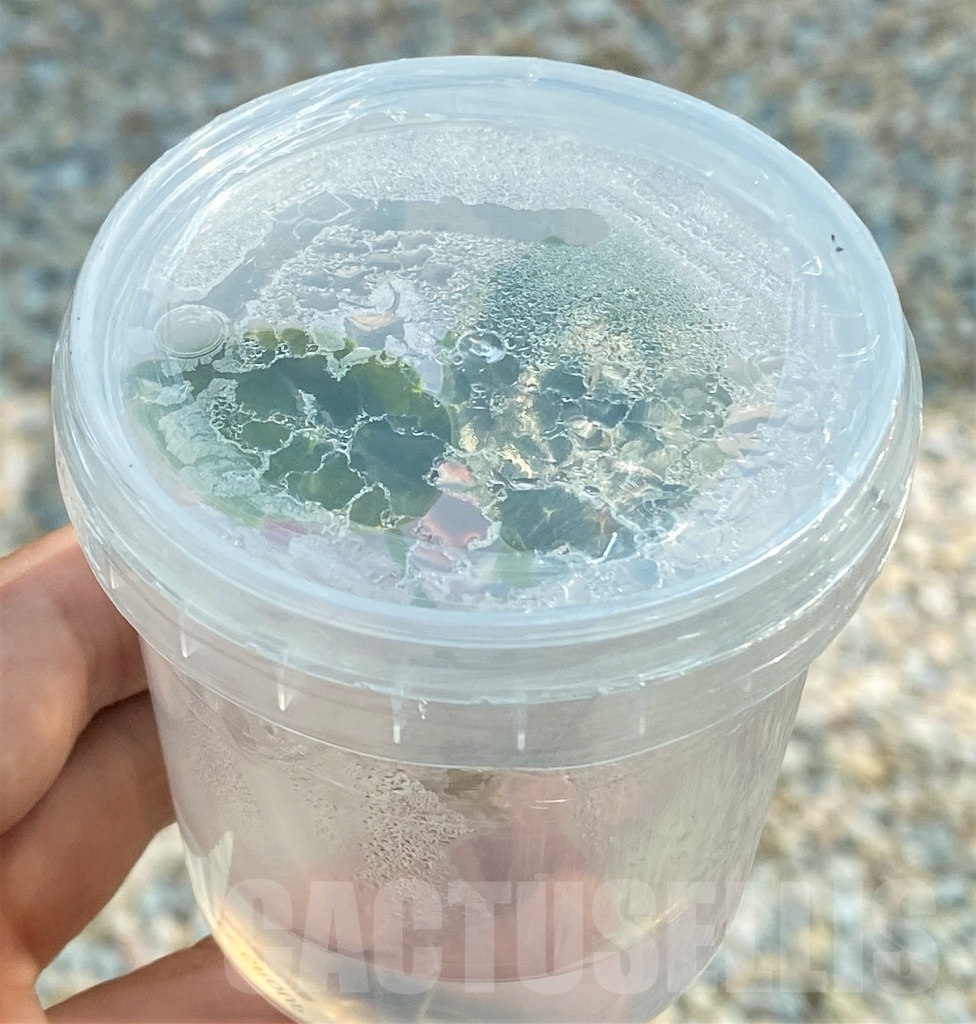 LAB028 Alocasia azlanii TC plant - Imagen 3