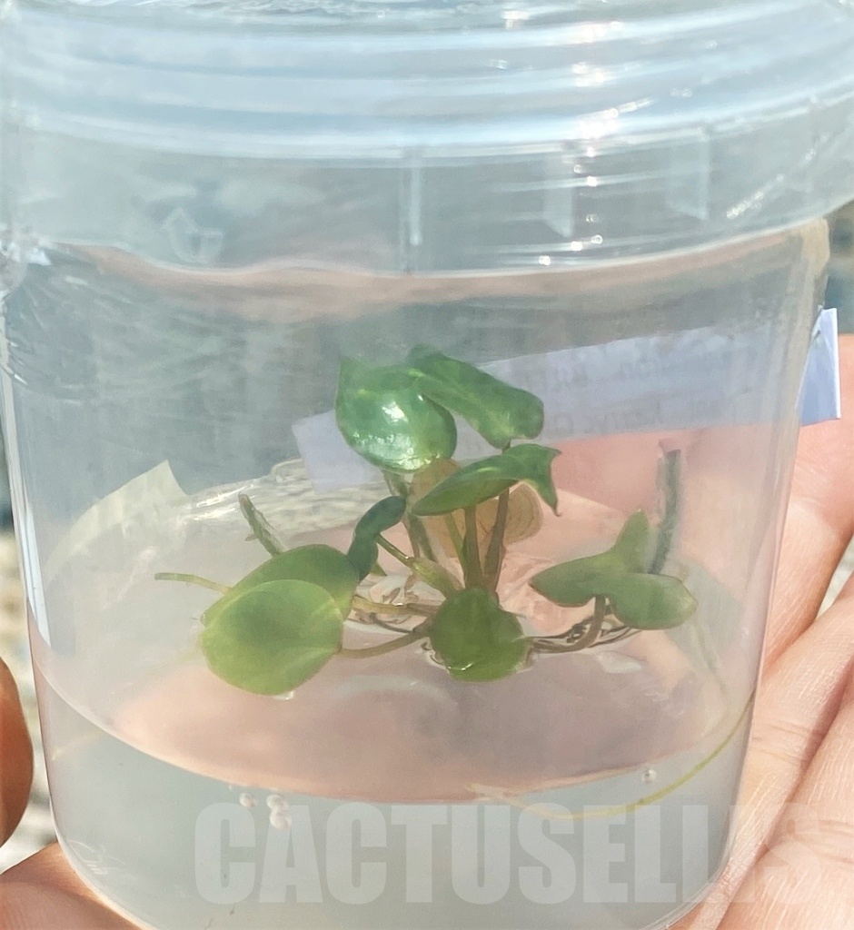 SHPR11870 Philodendron billietiae TC plant - Image 4