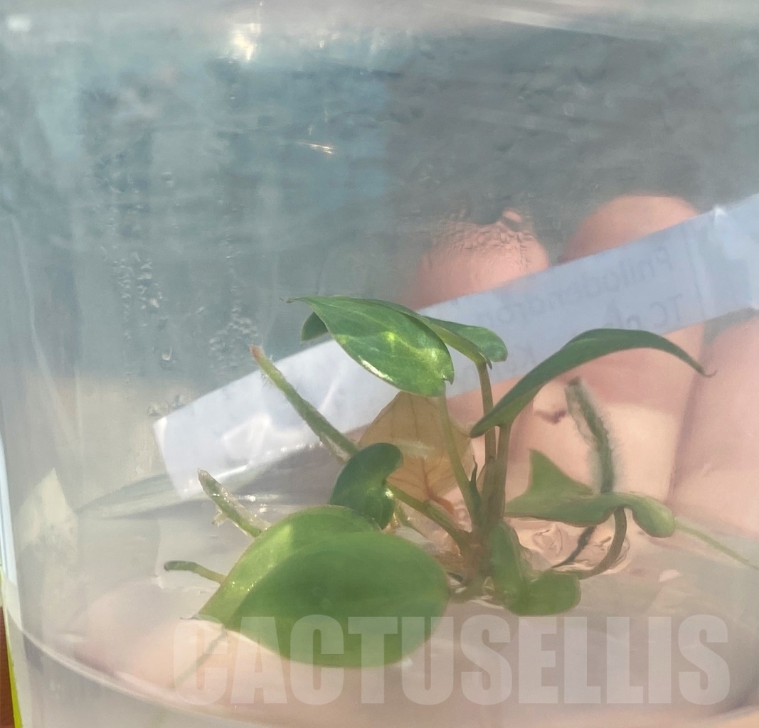 SHPR11870 Philodendron billietiae TC plant - Image 5