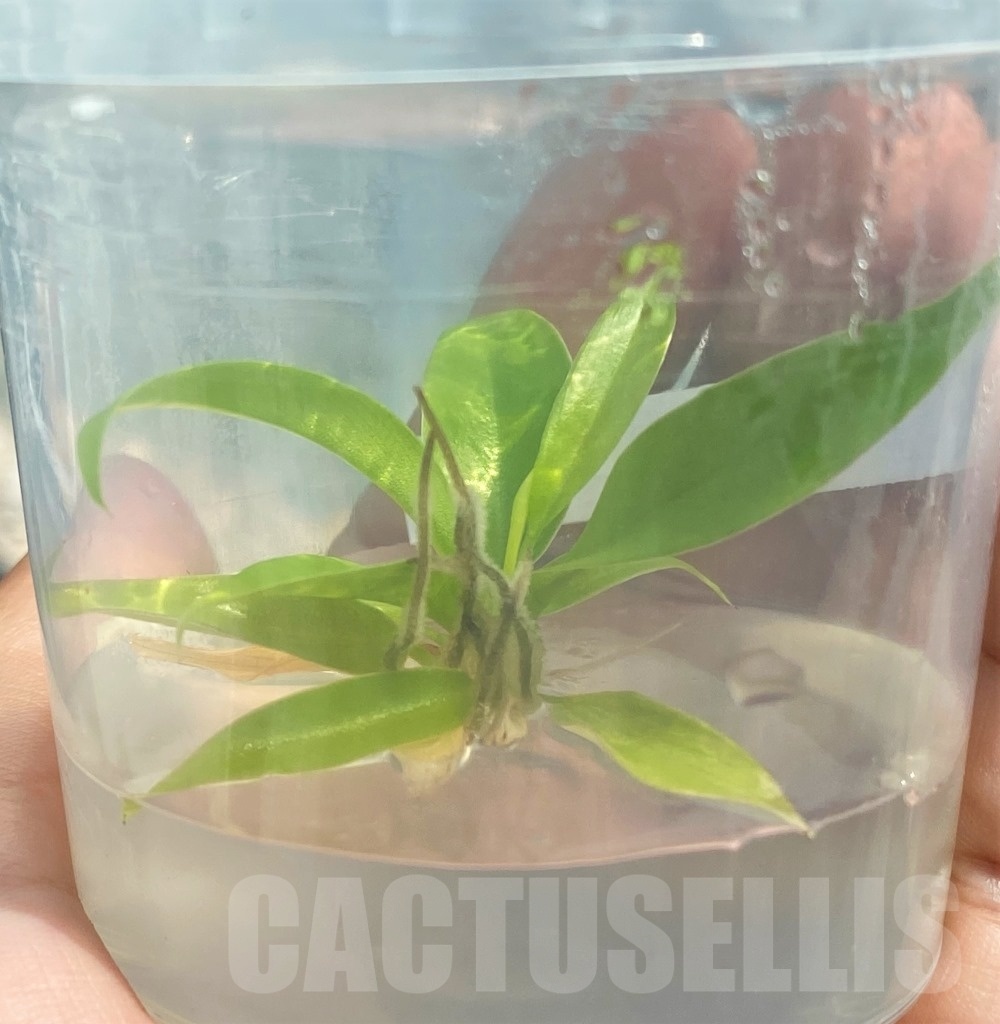 LAB032 Philodendron 'Golden Crocodile' TC plant - immagine 3