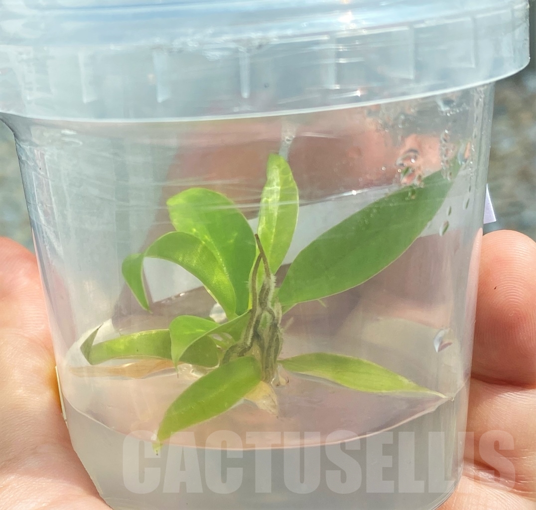 LAB032 Philodendron 'Golden Crocodile' TC plant - immagine 4