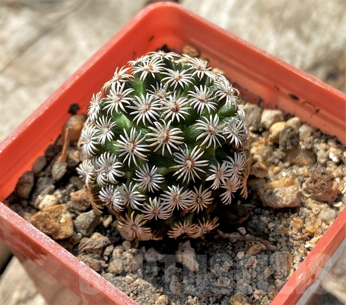 SHPR11873 Mammillaria hernandezii