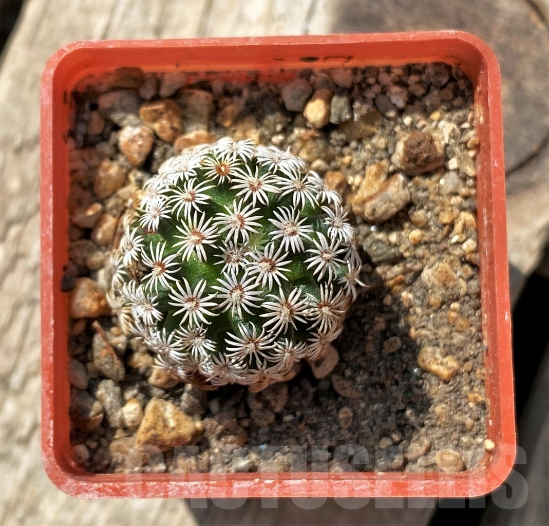 SHPR11873 Mammillaria hernandezii - Image 2