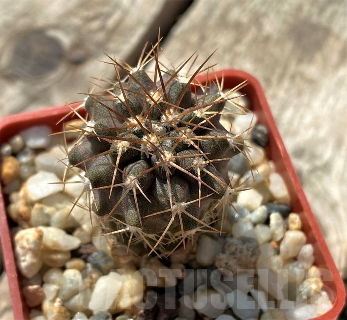 SHPR11874 Copiapoa sp., La Madera - Image 2