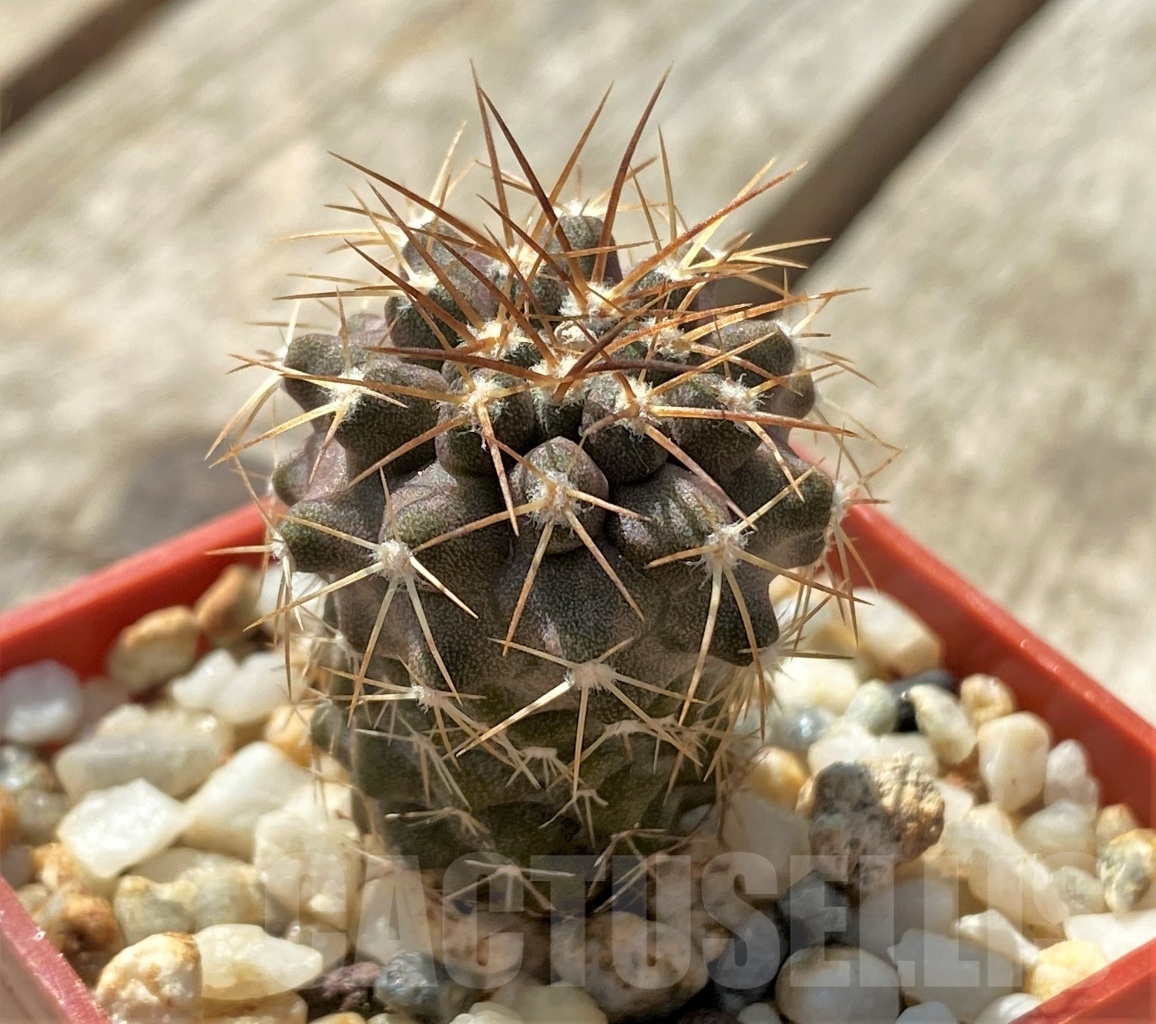 SHPR11874 Copiapoa sp., La Madera