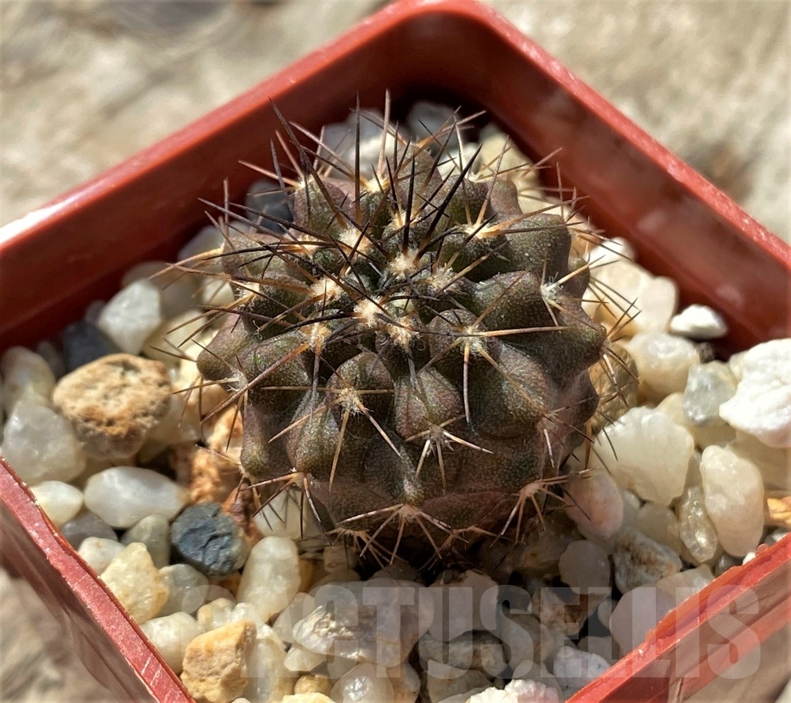 SHPR11875 Copiapoa marginata ex MG 85.715