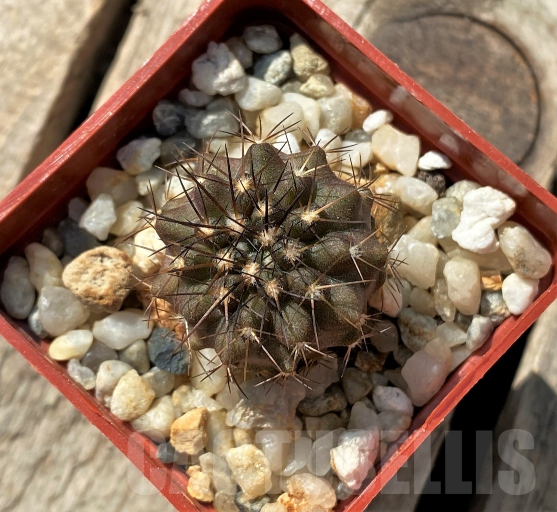 SHPR11875 Copiapoa marginata ex MG 85.715 - Image 2