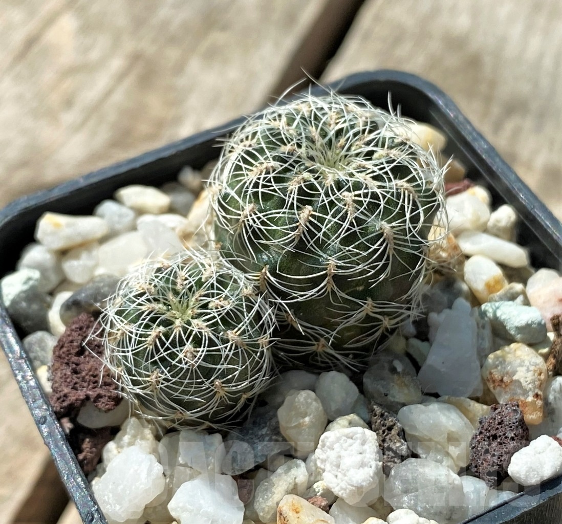 SHPR11876 Sulcorebutia hertusii LH 1694