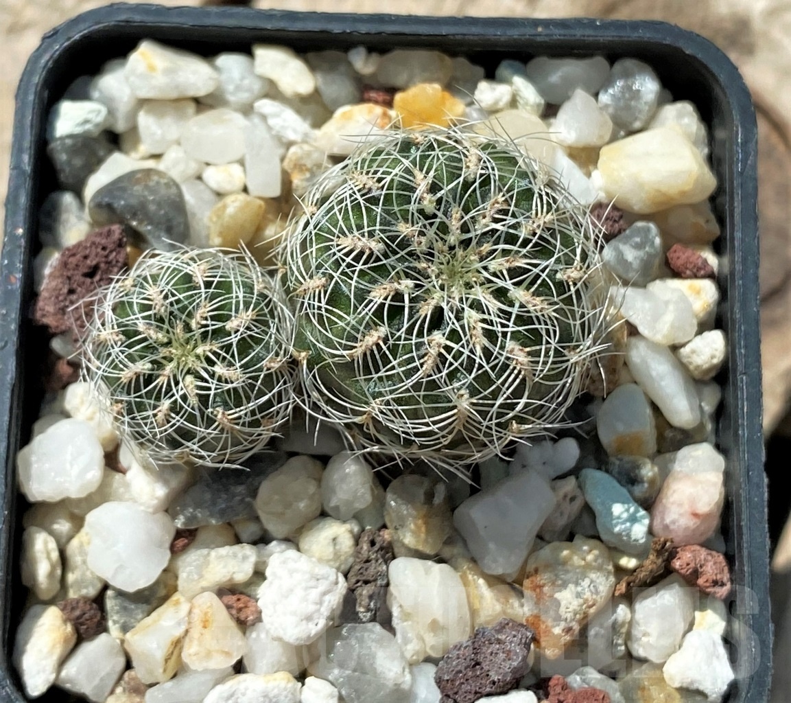 SHPR11876 Sulcorebutia hertusii LH 1694 - Image 2