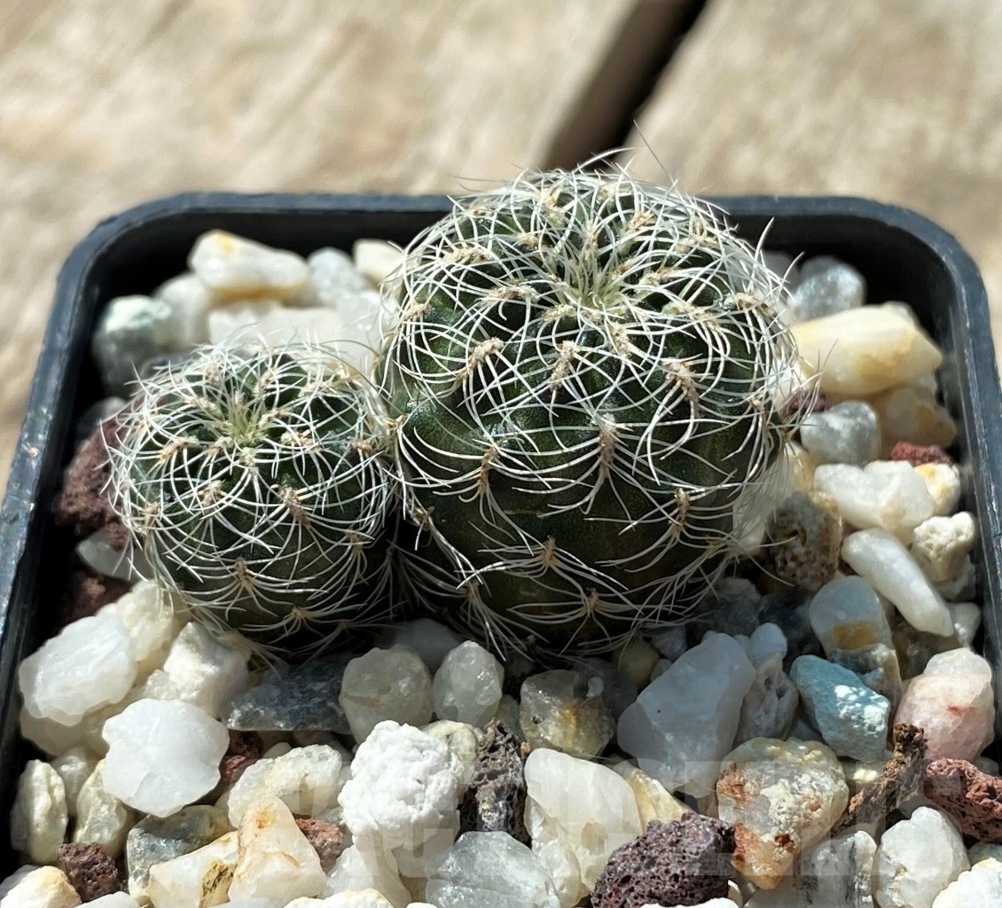 SHPR11876 Sulcorebutia hertusii LH 1694 - Image 3