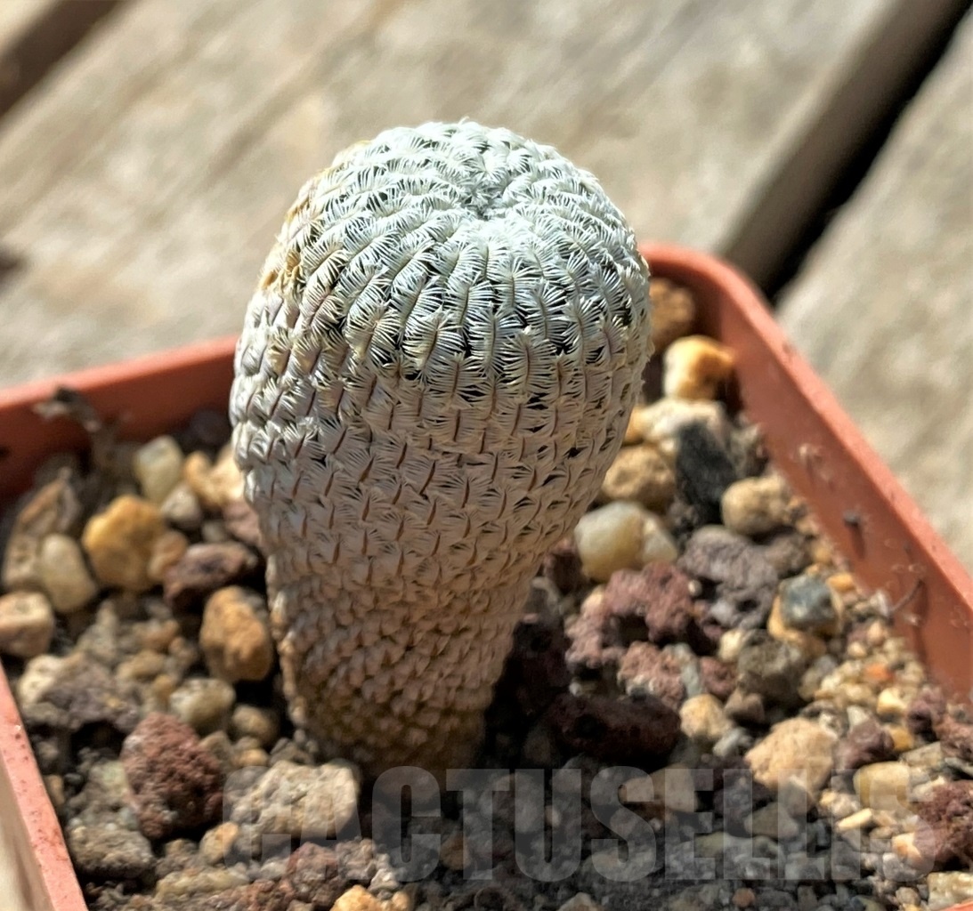 SHPR11877 Mammillaria pectinifera