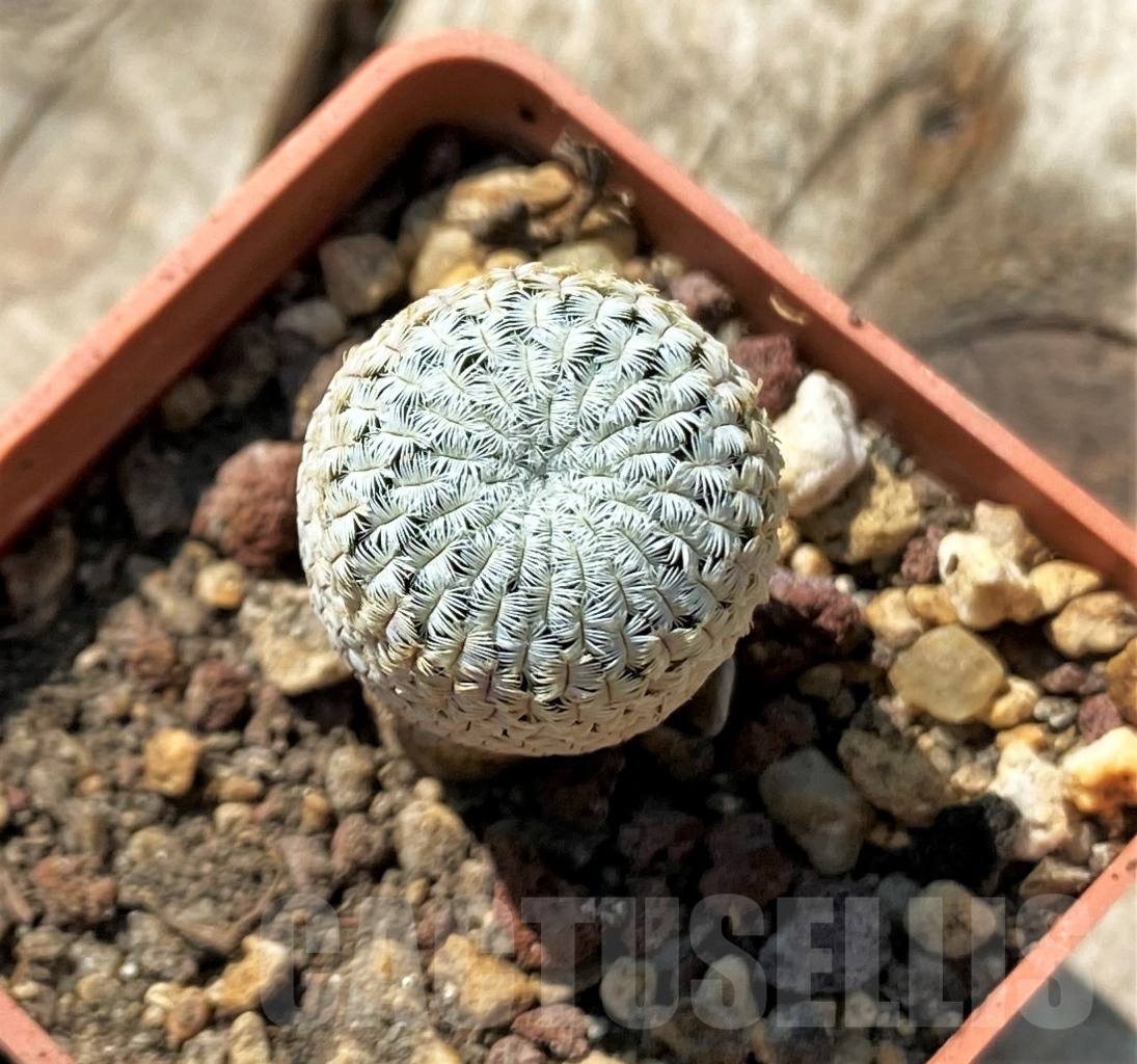 SHPR11877 Mammillaria pectinifera - immagine 2
