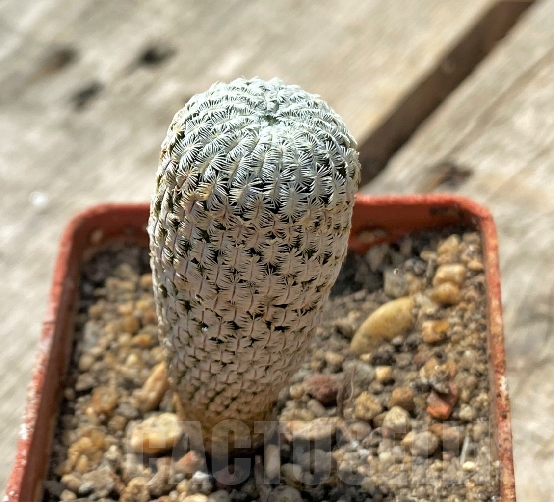 SHPR11878 Mammillaria pectinifera