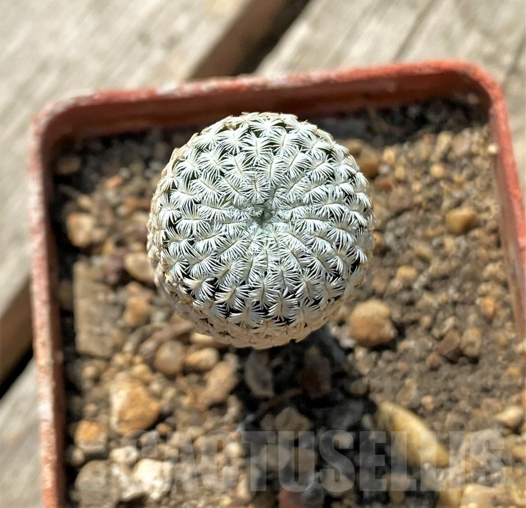 SHPR11878 Mammillaria pectinifera - Imagen 2
