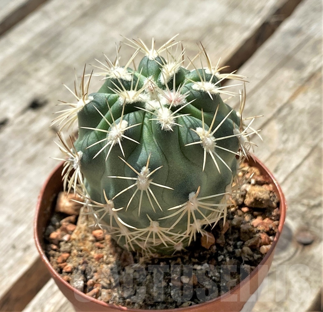 SHPR11881 Sclerocactus mesae-verdae SB 303, clone 2, grafted - Obrázek 2