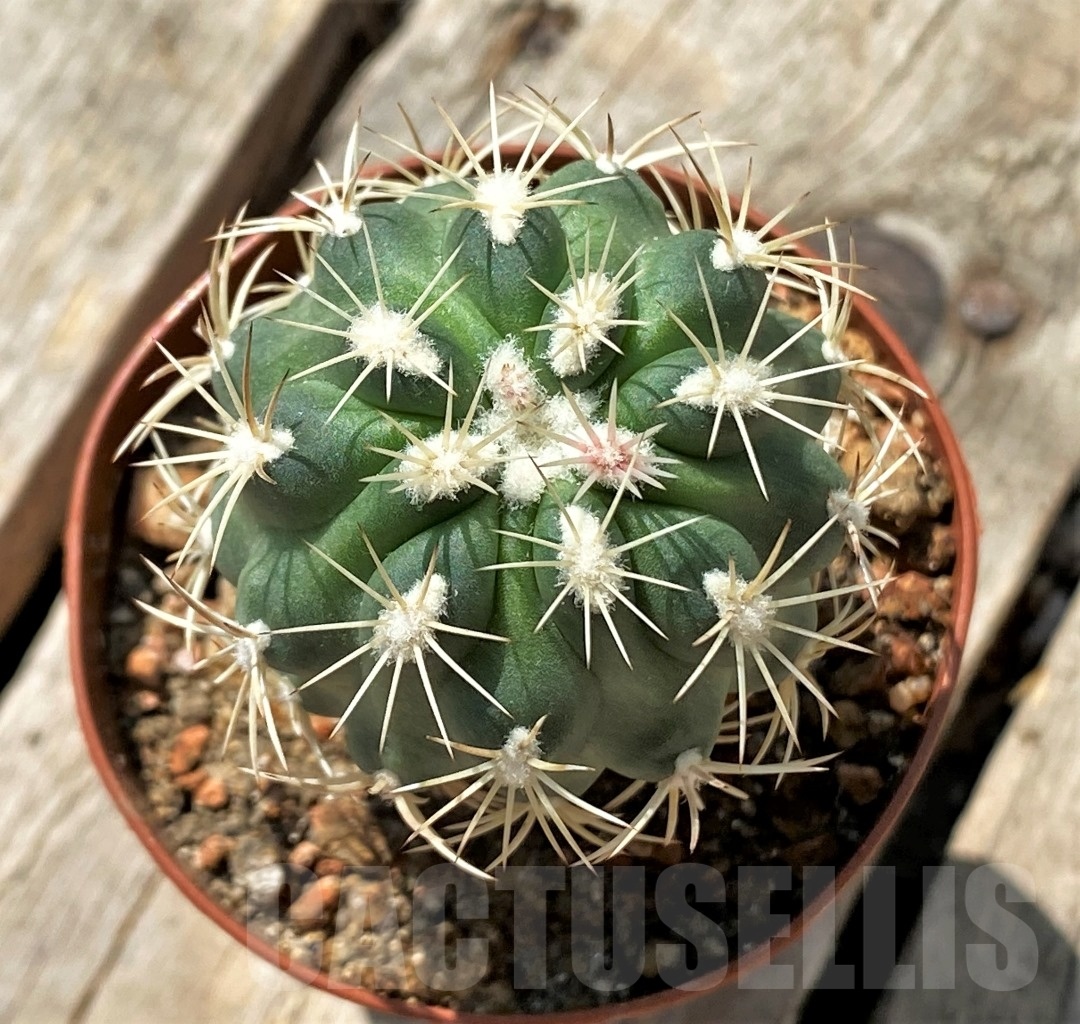 SHPR11881 Sclerocactus mesae-verdae SB 303, clone 2, grafted