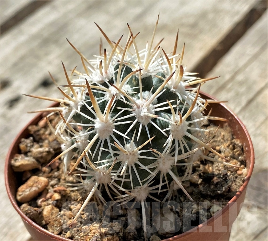 SHPR11882 Pediocactus sileri SB 1872, clone 3, grafted