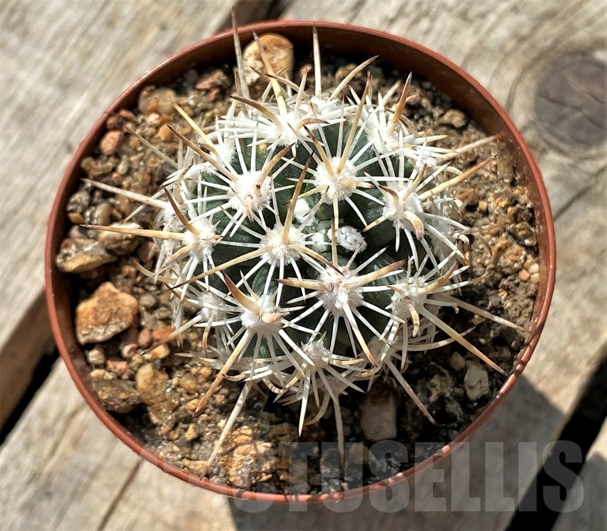 SHPR11882 Pediocactus sileri SB 1872, clone 3, grafted - immagine 2