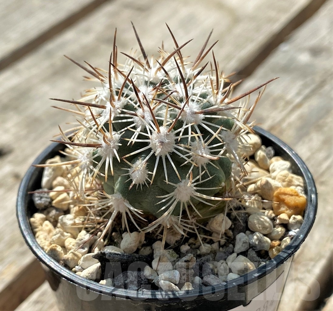 SHPR11884 Pediocactus sileri SB 1872, clone 11, grafted
