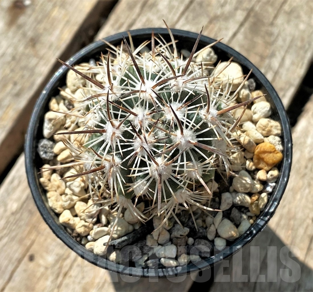 SHPR11884 Pediocactus sileri SB 1872, clone 11, grafted – Bild 2