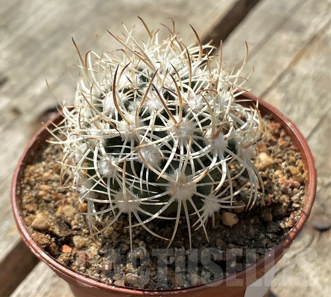 SHPR11885 Pediocactus sileri SB 1872, clone 16, grafted - Image 2