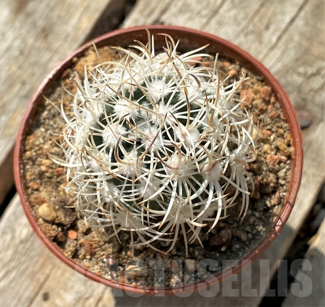 SHPR11885 Pediocactus sileri SB 1872, clone 16, grafted