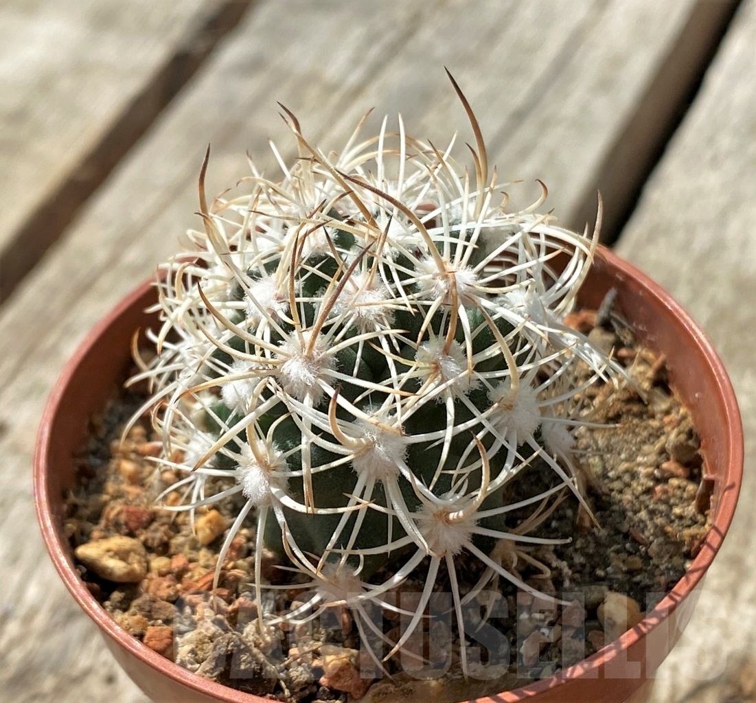 SHPR11886 Pediocactus sileri SB 1872, clone 15, grafted - Image 2