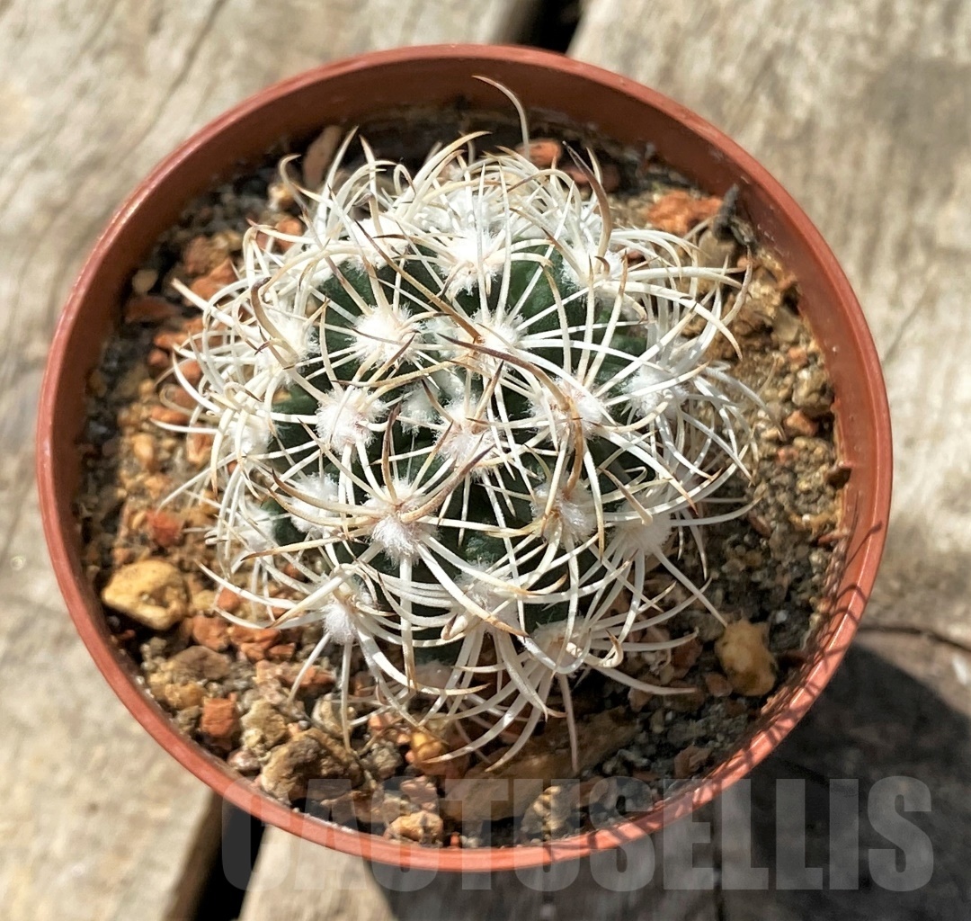 SHPR11886 Pediocactus sileri SB 1872, clone 15, grafted