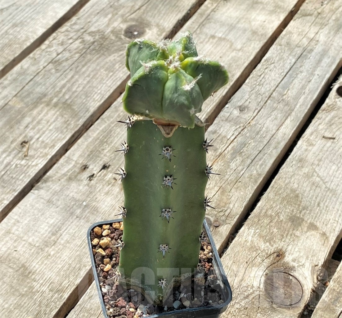 SHPR11890 Astrophytum myriostigma cv.Kikko f. variegata, grafted - Image 2