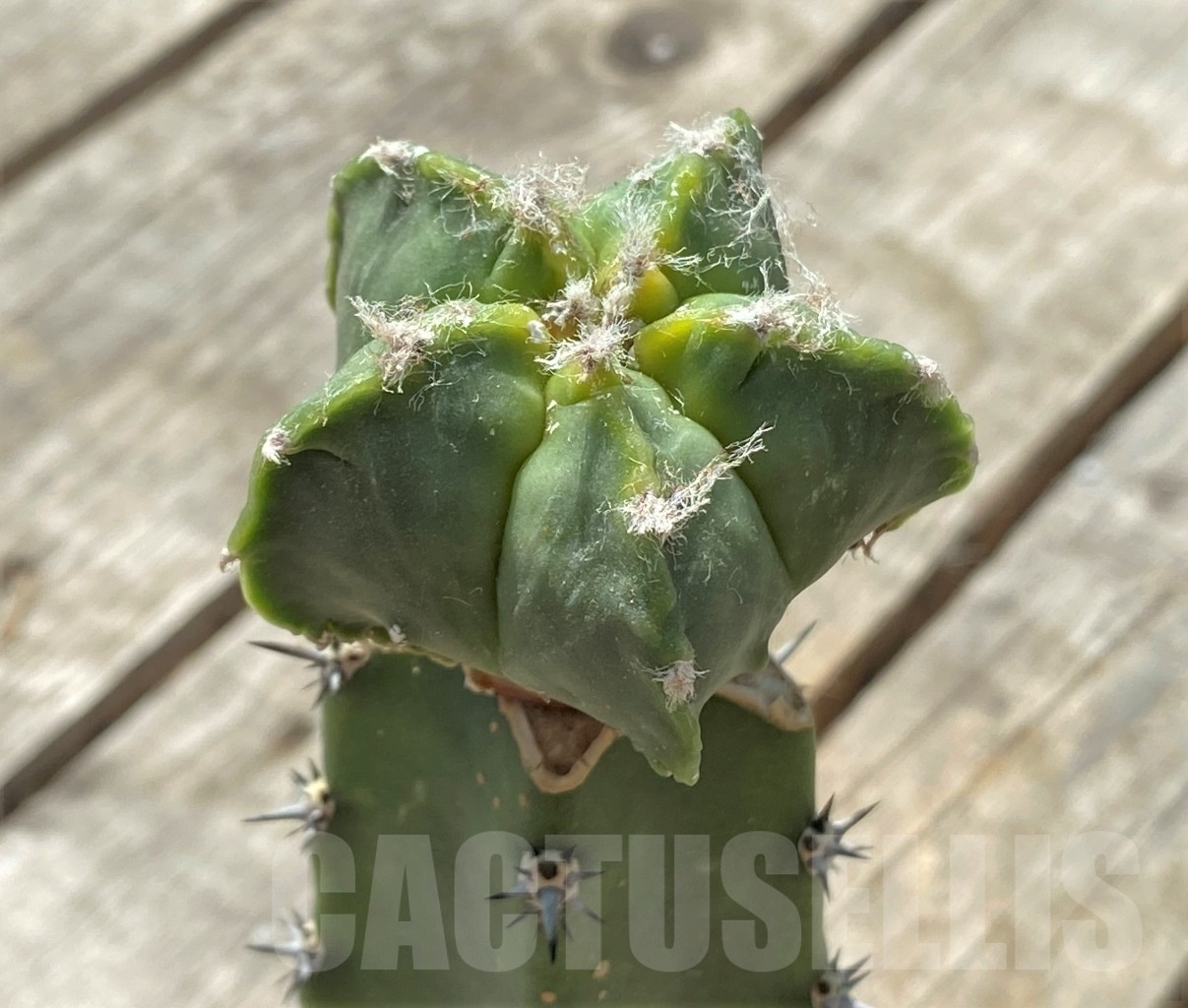 SHPR11890 Astrophytum myriostigma cv.Kikko f. variegata, grafted - Image 3