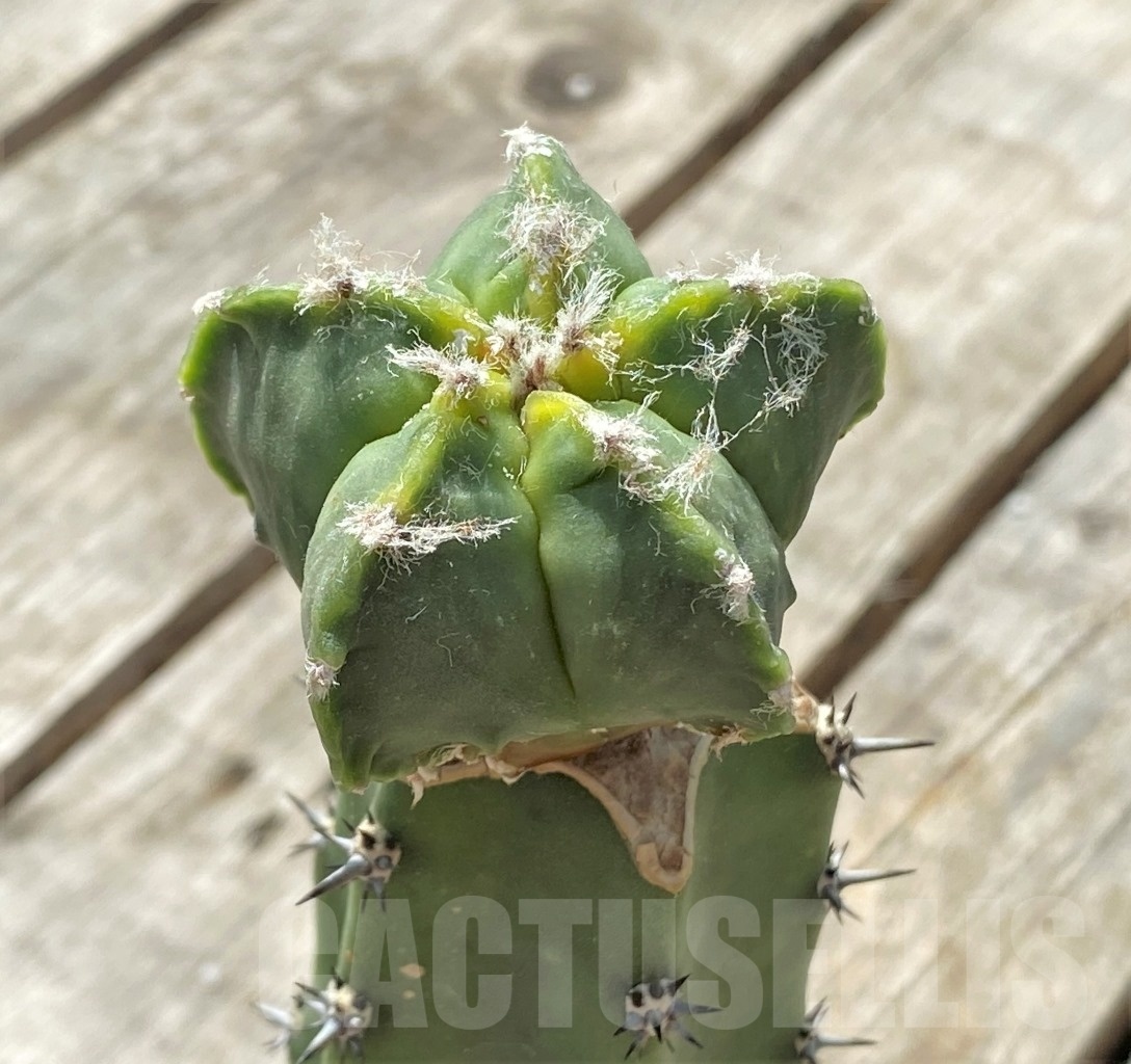 SHPR11890 Astrophytum myriostigma cv.Kikko f. variegata, grafted - Image 4