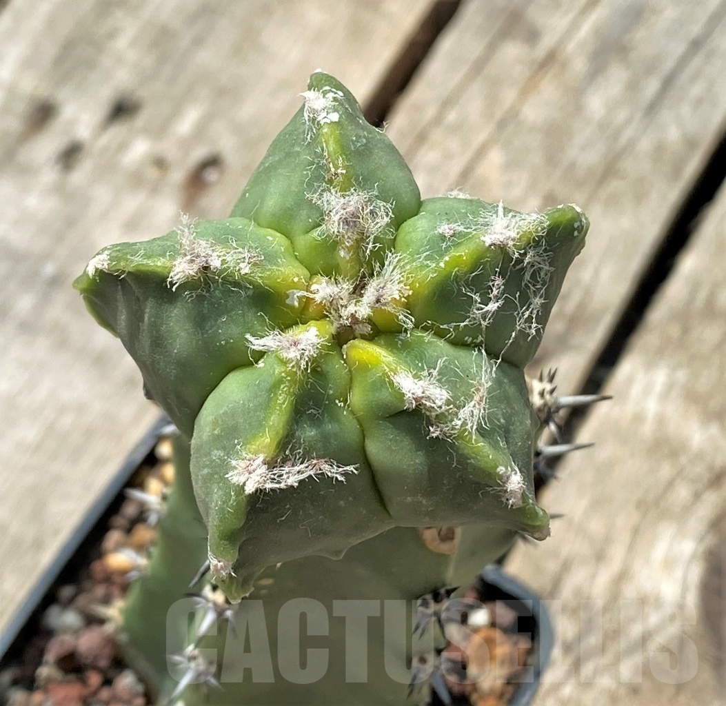 SHPR11890 Astrophytum myriostigma cv.Kikko f. variegata, grafted