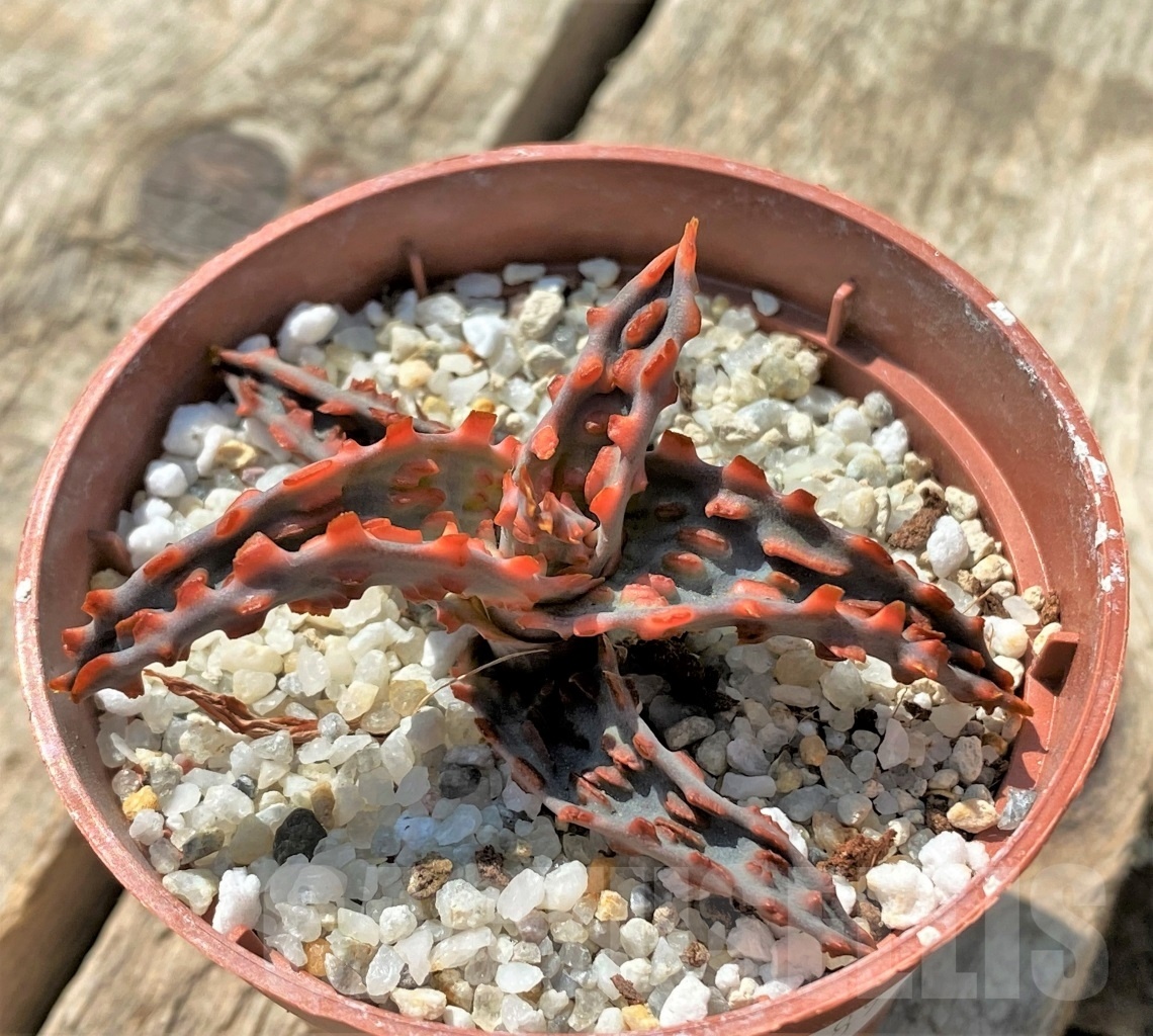 SHPR11891 Aloe TCT hybrid - Image 2