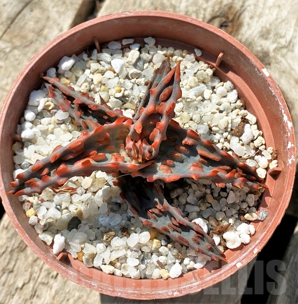 SHPR11891 Aloe TCT hybrid