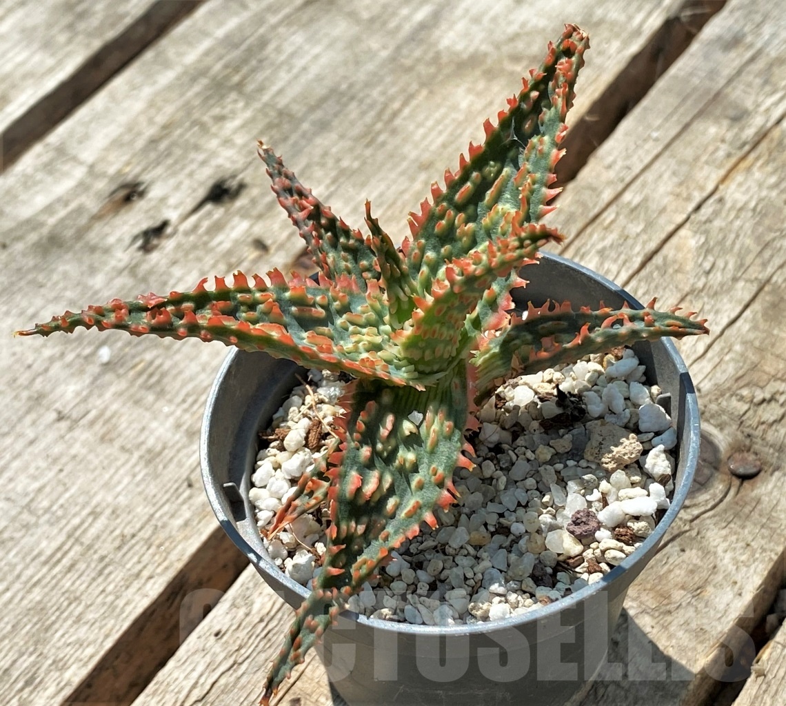 SHPR11892 Aloe TCT hybrid - Obrázek 2