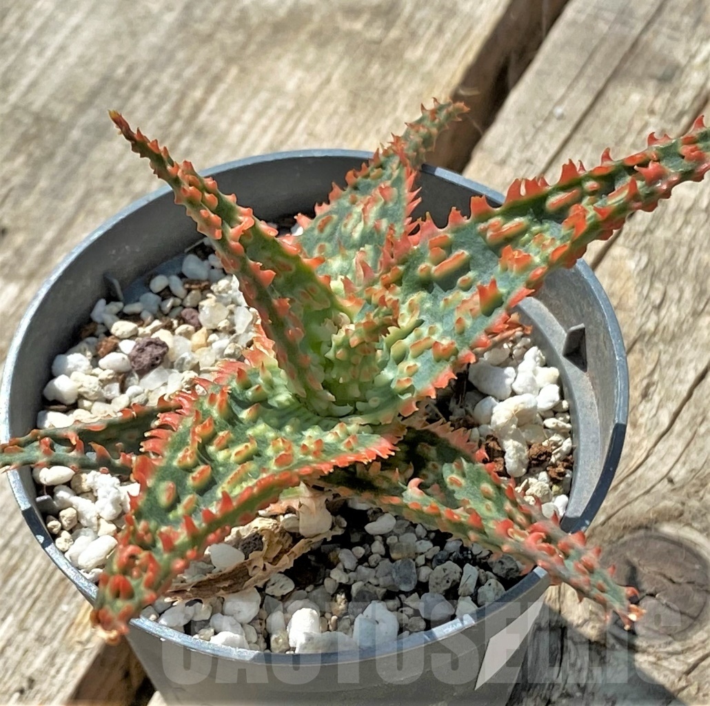 SHPR11892 Aloe TCT hybrid