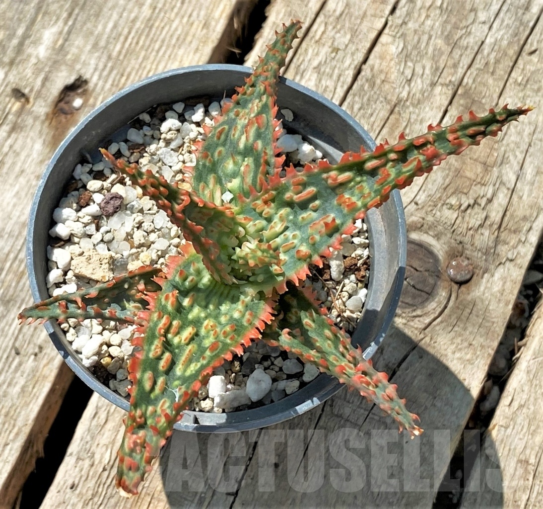 SHPR11892 Aloe TCT hybrid - Obrázek 3