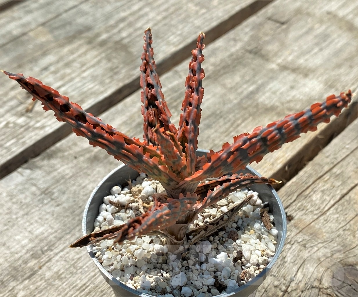 SHPR11893 Aloe TCT hybrid