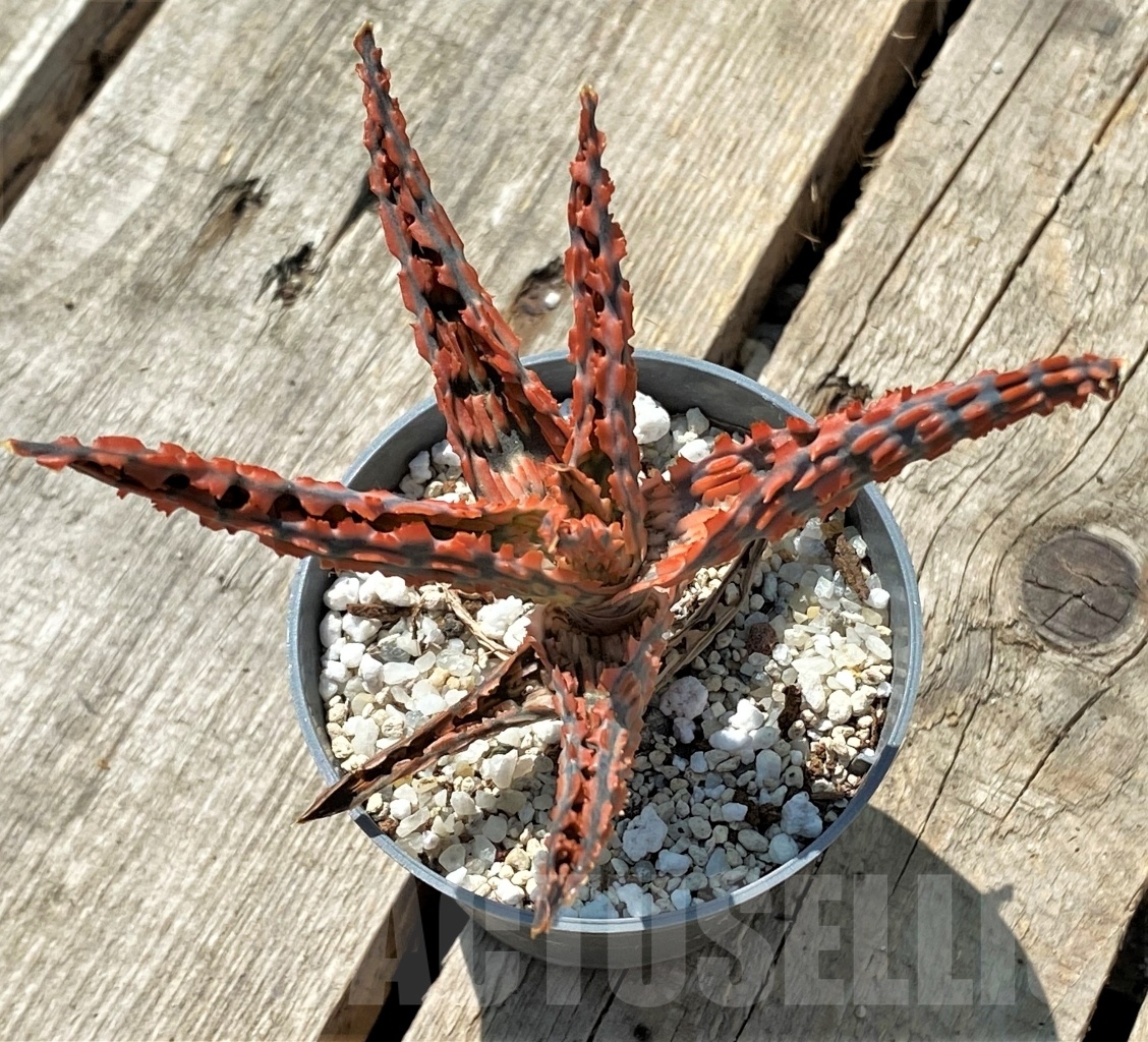 SHPR11893 Aloe TCT hybrid - Obrázek 2