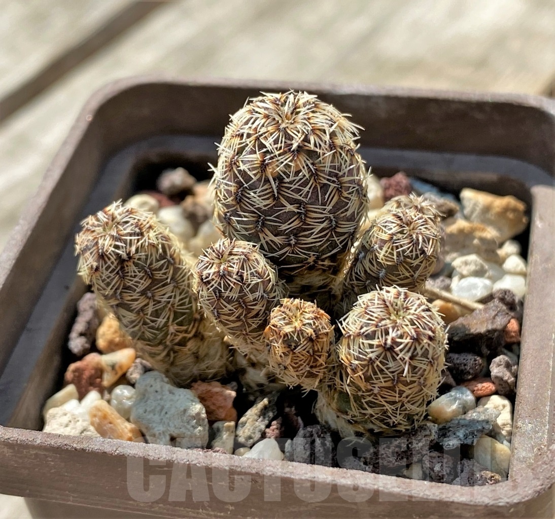 SHPR11894 Sulcorebutia taratensis v. minima