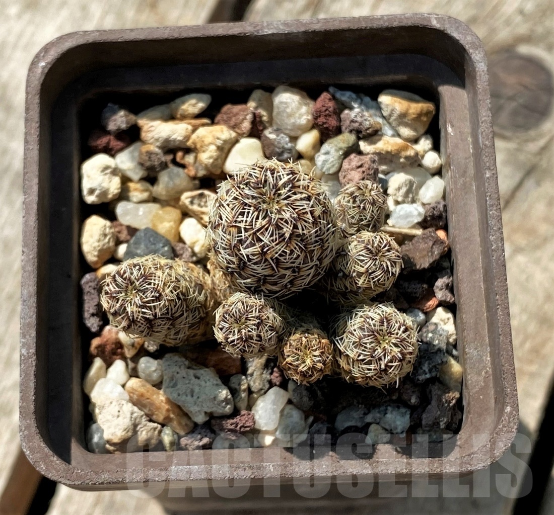 SHPR11894 Sulcorebutia taratensis v. minima – Image 2